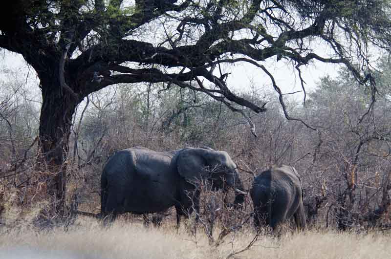 43 - Namibia - elefantes - parque nacional de Bwabwata